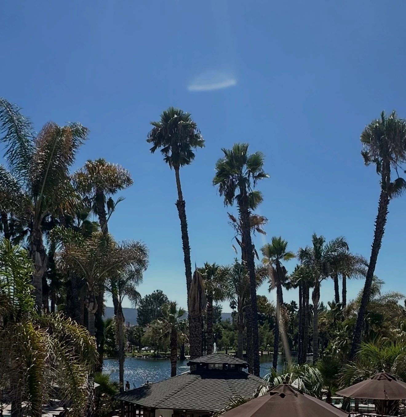 Palm trees and a pool beneath a blue sky, with a pale shape above.