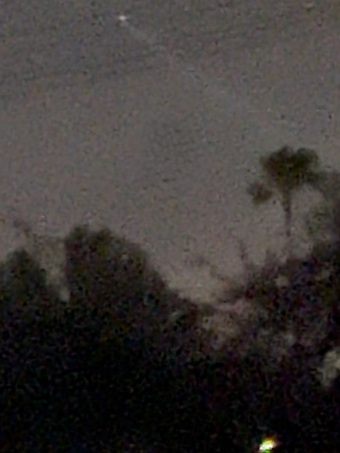 A grainy night photograph of palm trees with a bright point high in the sky and a glow at the lower edge.